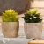 Import Cheap wholesale Mini tabletop ornament 2020  artificial succulent plant from China