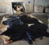 Cow hides, Cow head skin, Leather