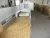 Import DRIED MEALWORMS from China