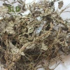 Dried Plantago asiatica chinese herbal medicine