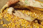 Best Quality Dry Yellow Corn Meal For Animal Feed