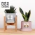 Import DSX Ceramic Modern Decorative Ceramic Succulent Planter Plant Flower Pot With Tray Saucer Matt Black from China