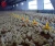 Import Easy installation steel structure building prefab large chicken poultry farm house from China