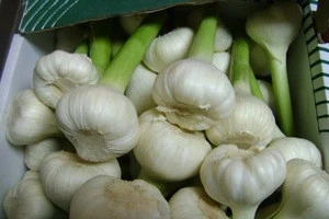 egyptian garlic for sale