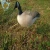 Import EVA Foam Canadian Goose Decory Duck Hunting Decoy from China