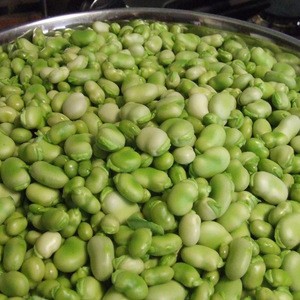 faba beans broad from China manufacturer