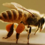 Factory direct sale natural bee pollen powder