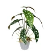 Factory sale high quality 43 cm artificial plant Caladium for bonsai decoration
