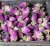 Import Factory Supply high quality dried rose buds petals rose flowers for tea from China