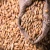 Import Feed Barley for animal feed and human consumption from China
