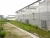 Import Large Size Vegetable Seeds Greenhouse, Film Cover Material For Sale from China
