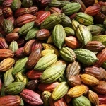 Forastero Cacao Beans