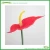 Import Fresh Cut Flower anthurium flowers and plants for decoration from China