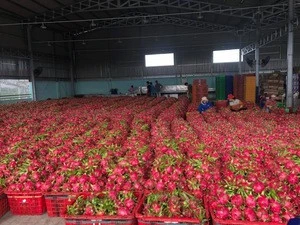 Fresh Dragon Fruit from Vietnam with competitive price