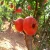 Import Fresh frozen pomegranate Fruit from India