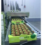 FRESH KIWI FRUITS FROM SOUTH AFRICA , KIWI FRUITS