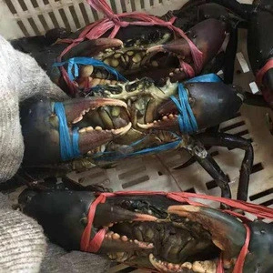 Fresh Live Crab/Live Mud Crab/Live Seafood!! FOR SALE