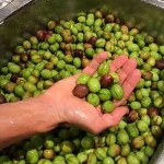Fresh Olives
