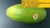 Import FRESH PAPAYA WITH THE HIGH QUALITY from Vietnam