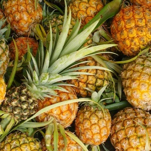 Fresh Pineapples / Pineapple..