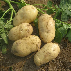 fresh potato importers in dubai