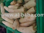 fresh radish