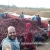 Import fresh red ONION , yellow onion , Egypt onion to Suriname from Egypt