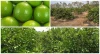 Fresh Seedless Lime HIGH QUALITY, WITH BEST OFFER
