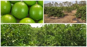 Fresh Seedless Lime HIGH QUALITY, WITH BEST OFFER