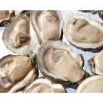 Frozen Oyster Meat,frozen Shellfish , Half Shell Mussel
