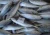 Import Frozen seafood Horse Mackerel Fish Suppliers from Germany