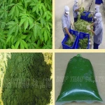 FROZEN VEGETABLES/ FROZEN_CASSAVA_LEAVES