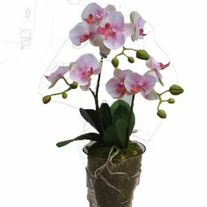 Garden Supplies Organic Fertilizer Live Dried Sphagnum Moss Not Peat Moss Good for Phalaenopsis and Other Top Grade Flowers