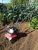 Import GardenTrax CE Certification Garden Cultivator from China