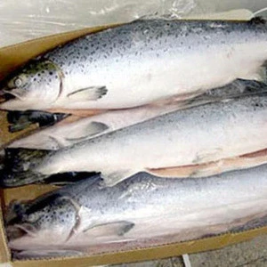 Get Fresh / Frozen Farmed Atlantic Salmons available