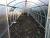 Import Golytunnel Hobby Greenhouse FOR Agriculture , garden buildings from South Africa
