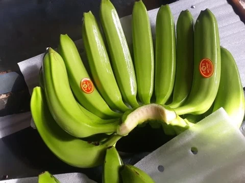green cavendish banana cavendish banana for export help weight loss from Vietnam