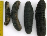 Healthy Dried Wild Sea Cucumber/Wholesale dried sea cucumber