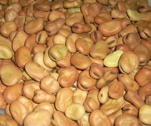 High Grade/Quality Broad Beans For Sale