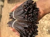 High Quality 14 18cm Grade a Madagascar Vanilla Beans with Good Price Black Dark Style Weight