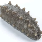 High quality and Best price FROZEN SEA CUCUMBER without any addition
