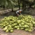 Import High Quality Fresh Young Coconut Export From Thailand from Thailand