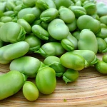 High Quality FResh/Dried Broad Beans