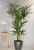 Import High Quality Home decoration Size Palm Tree Artificial Plants from China