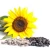 Import High quality sunflower seeds for sowing from Ukraine