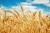 Import High Quality Wheat Supplier from Ukraine