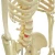 Import Human Anatomical Model Medical Science 170CM Skeleton from China