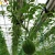 Large greenhouse project  with steel construction high quality japan melon  growing system