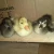 Import Live healthy Ostrich Chicks for sale / Red &amp; black neck Ostrich chicks from China