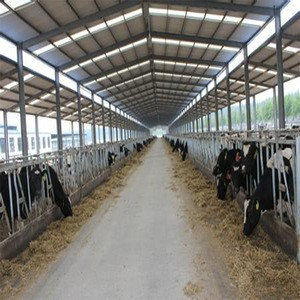 Low Cost Structural Steel shed for Cow Dairy  Farm